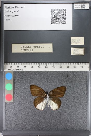 Media type: image;   Entomology 128308